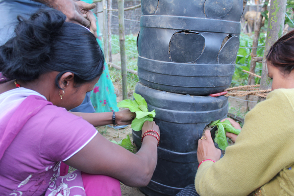 Herefter puttede vi stiklinger i. Det var et stort øjeblik! Men vi blev også enige om, at det var en god ide at lave de første 5 tønder lidt forskellige, så vi kunne se, hvad der fungerer bedst.