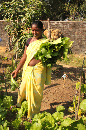 Noget som Lis Rasmussen bed meget mærke i, var at der spises for meget ris og anden stivelsesholdig mad og for lidt grønt. Det vil vi fremover forsøge at rette op på. Her har Laxmi Musahar hentet en slags bladbeder til dagens frokost.