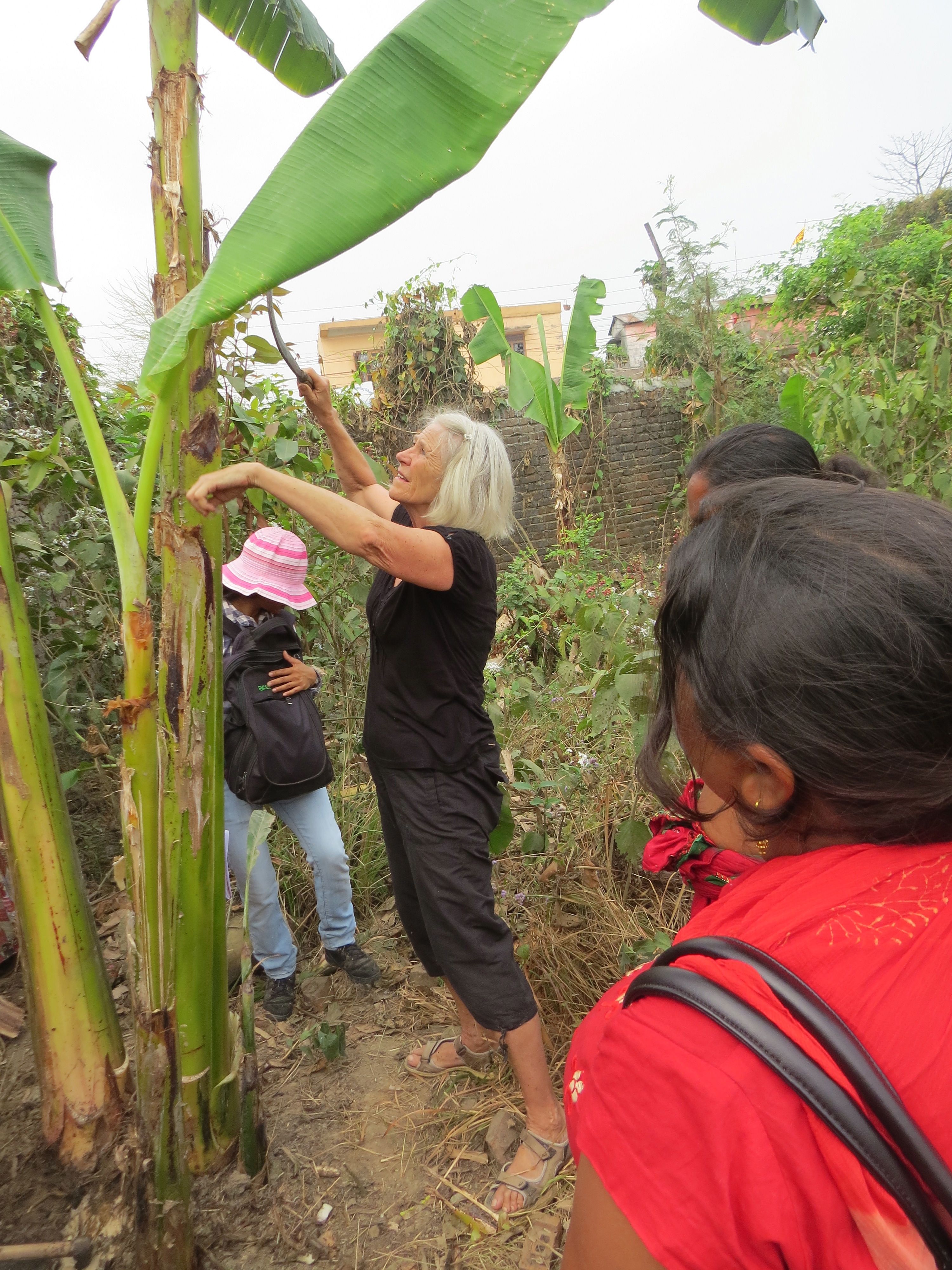 ingelis og bananerne