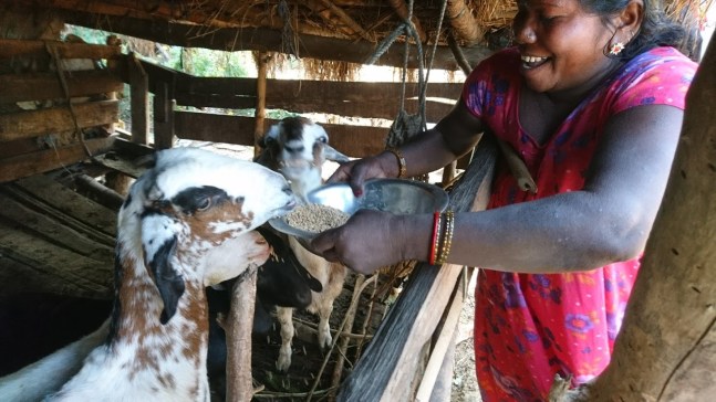 Geder købt med lån